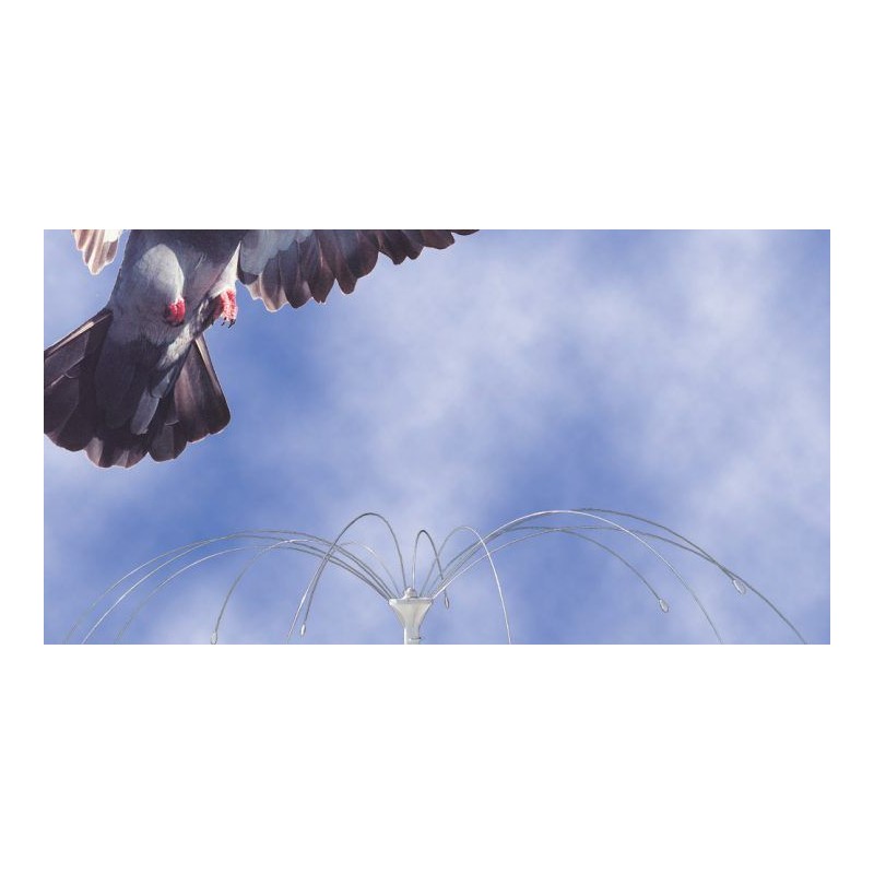 Anti mouette Daddi Long Legs, plusieurs tailles disponibles Anti mouette Daddi Long Legs, plusieurs tailles disponibles