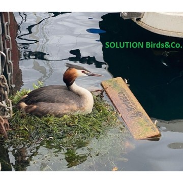 Anti nid : plateforme de nidification Birds&Co. Léman 1