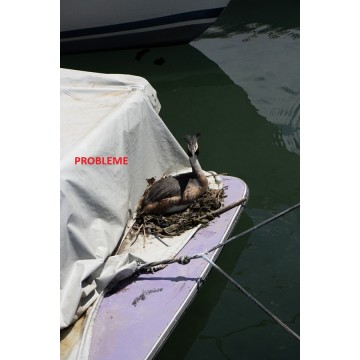 Nistschutz: Nistplattform Birds&Co. Léman 1