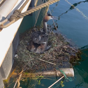 Anti nid : plateforme de nidification Birds&Co. Léman 1